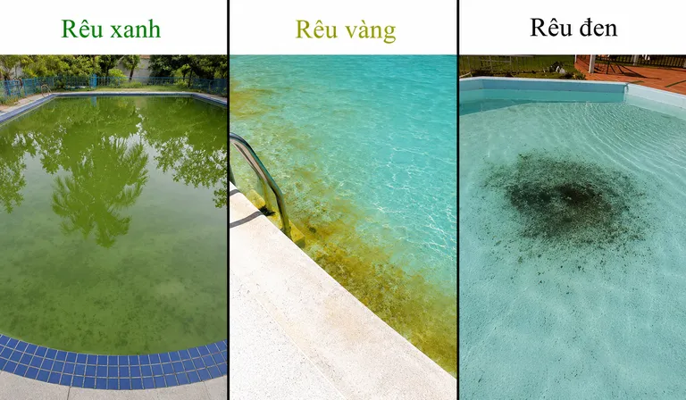 Rêu xanh, rêu vàng và rêu đen trong hồ bơi